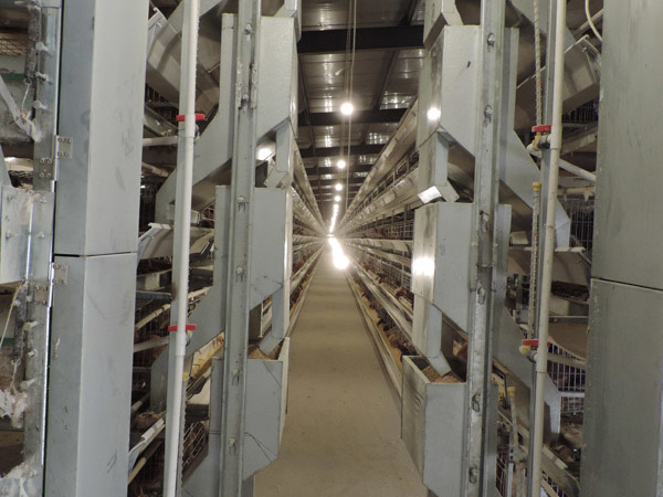 層疊式蛋雞籠養(yǎng)養(yǎng)雞設備